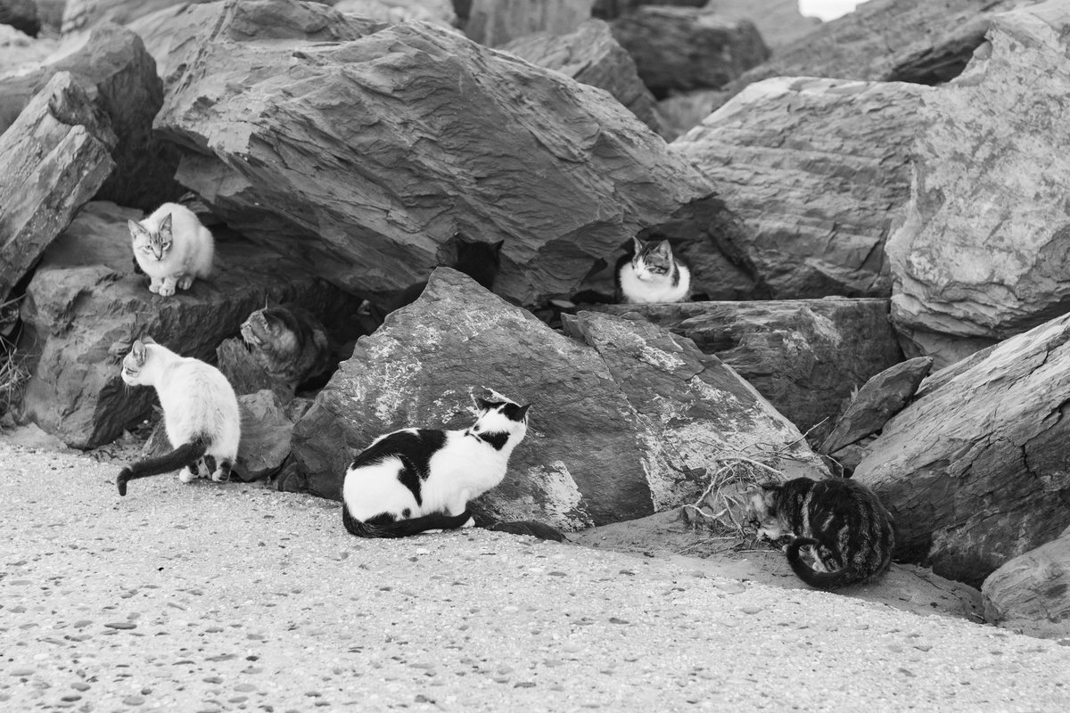 Si sois de Huelva no se a que esperáis para ver la preciosa camada de gatos que vive en el muelle de Punta Umbría . 

Punta Umbría (Huelva)
#gatos #fotografía #fotografiagatos #Huelva #Fotos #Puntaumbria #muelle
