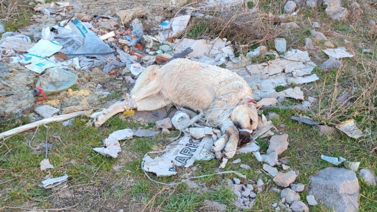 Mavi 🐾🦋🫧 tweet media