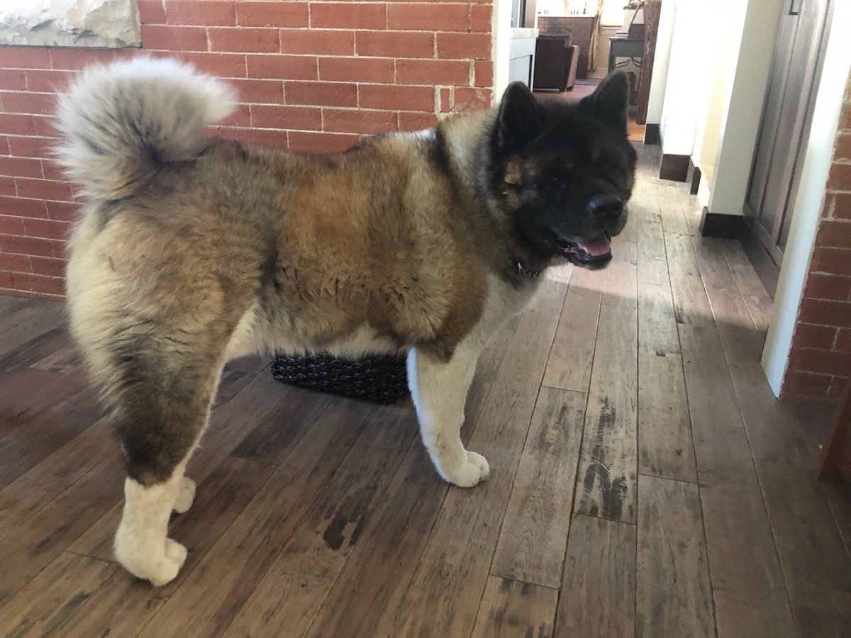Any localish people want to take on a 7 year old Akita? Good with humans, but not animals. He needs to go to an only dog home… or I would have taken him. Posting for my doggo’s breeder.