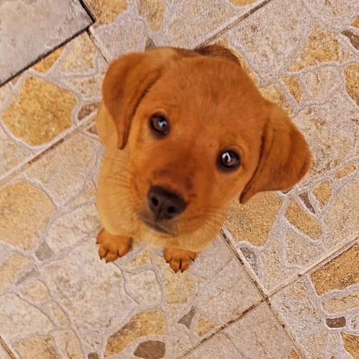 Preciosa cachorrita necesita hogar temporal o adopción definitiva. Si deseas adoptarla o darle un hogar temporal, llama al +56972212555. Favor RT!
#VinaDelMar