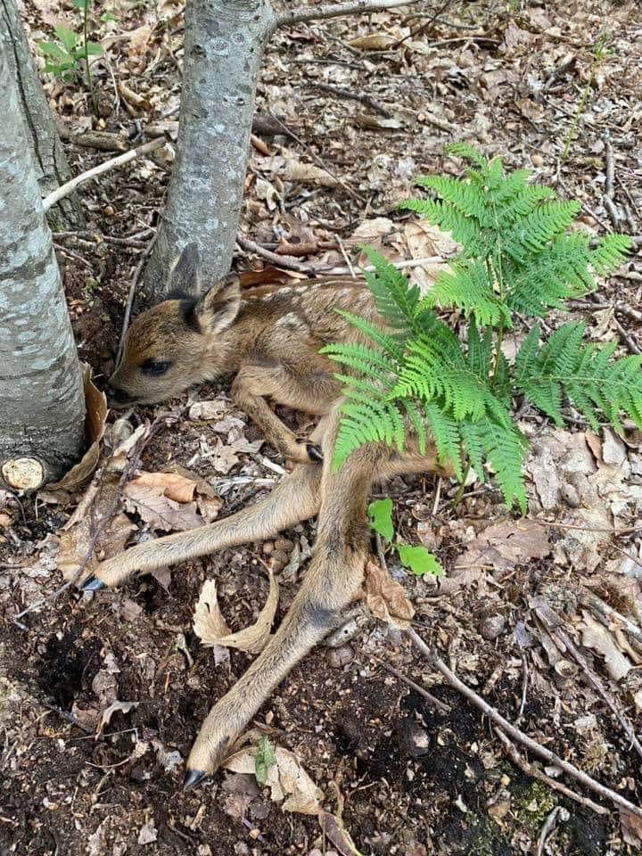 Aan degenen die de komende maanden het bos in gaan om te wandelen en denken dat ze alles weten over de natuur.
In april-mei-juni zijn de reeën aan het bevallen van hun reekalfjes.
Ook al ziet het kleine reekalfje er voor jou alleen en verlaten uit, dit is niet het geval, zijn