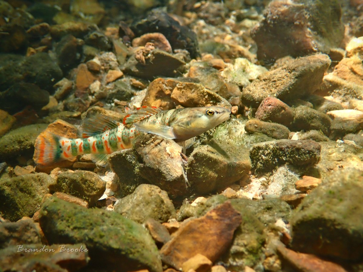 Brandon Brooke (@riverrat090) on Twitter photo Interested in working in the Ozarks of Missouri this summer surveying rare fishes? <a href="/MDC_online/">MO Conservation</a> is currently accepting applications online at the link below
jobs.mdc.mo.gov/job/Columbia-R… Interested in working in the Ozarks of Missouri this summer surveying rare fishes? <a href="/MDC_online/">MO Conservation</a> is currently accepting applications online at the link below
jobs.mdc.mo.gov/job/Columbia-R…
