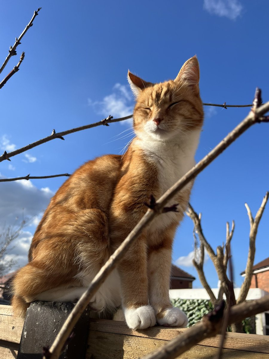 Gorgeous Peanut - the sunshine loves him ☀️ #spring