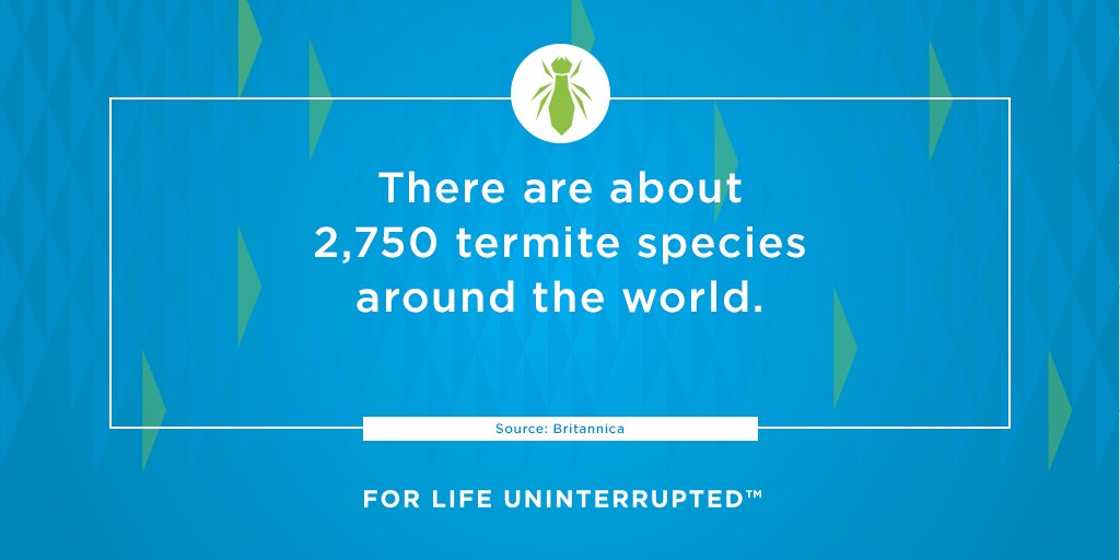 It’s #TermiteAwarenessWeek — and rumor has it there are nearly 3,000 termite species! 🤯

Explore Syngenta termite solutions that can help provide years of structural protection on your customers’ properties: bit.ly/49DlxGn