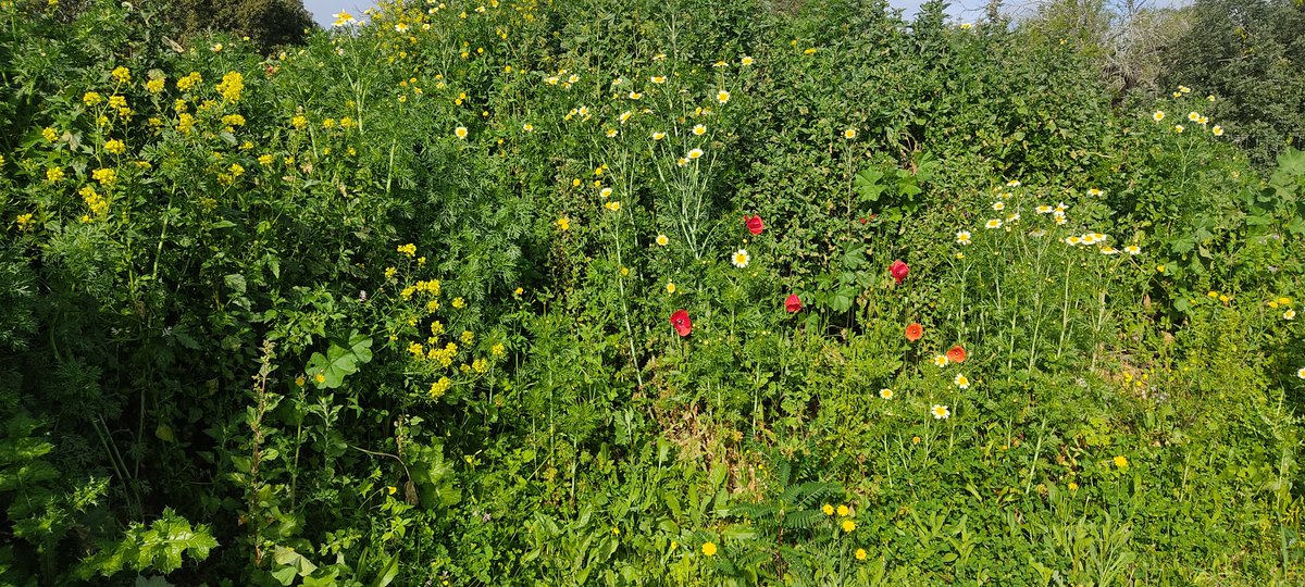 Flowers, colours & lots of shades of green. 👍 
Spring in the Algarve & at QdS. ☀😘

#gardenlife #happytraveller #happyguests #moncarapacho #algarve #portugal #visitalgarve #RoomToRent #holiday #vacation #bedandbike #Fuseta #shorttermrentals #feelslikehome #HappyHosting