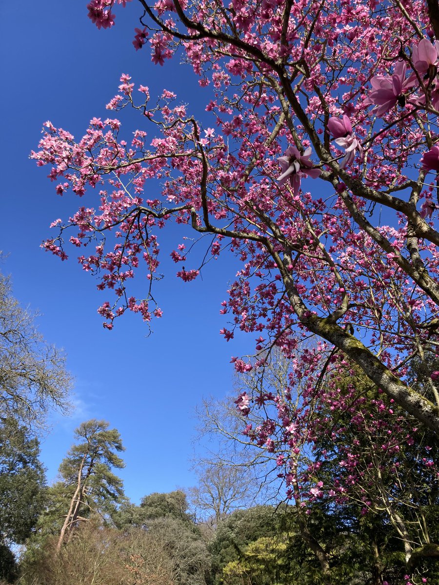 Definitely feeling like Spring is on the way at ⁦<a href="/HidcoteNT/">Hidcote</a>⁩ today