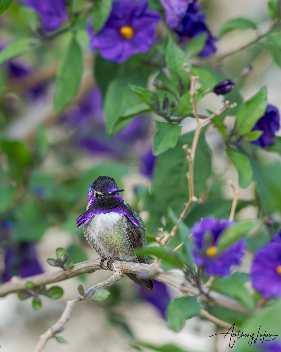 Taken this morning standing on a ladder overlooking my fence at my neighbor's Purple Nightshade bush where several Costa's are resting. Costa’s Hummingbird Calypte costae IUCN Status - Least Concern #alhummingbirdperched Sony A1 - Sony 300mm #costashummingbird #hummingbird #...