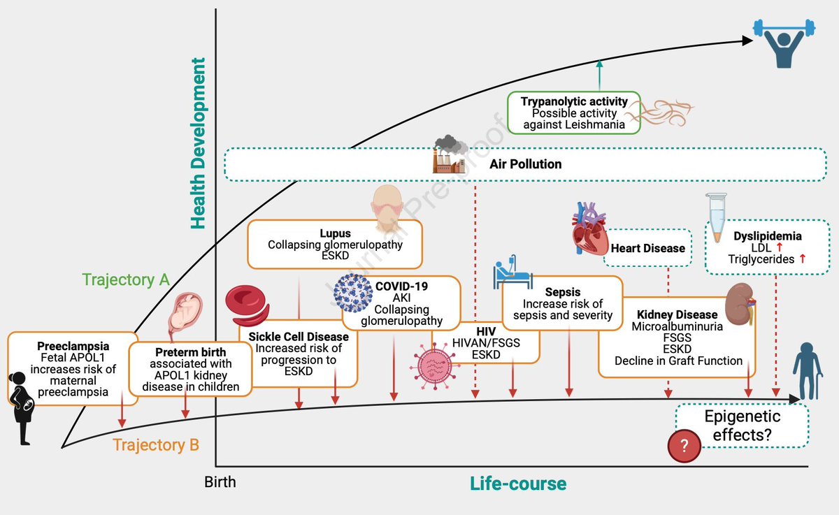 APOL1 Nephropathy Risk Variants Through the Life Course: A Review buff.ly/48weWw7 (FREE) @KimReidy2 @fkaskel1 @MonteNephrology