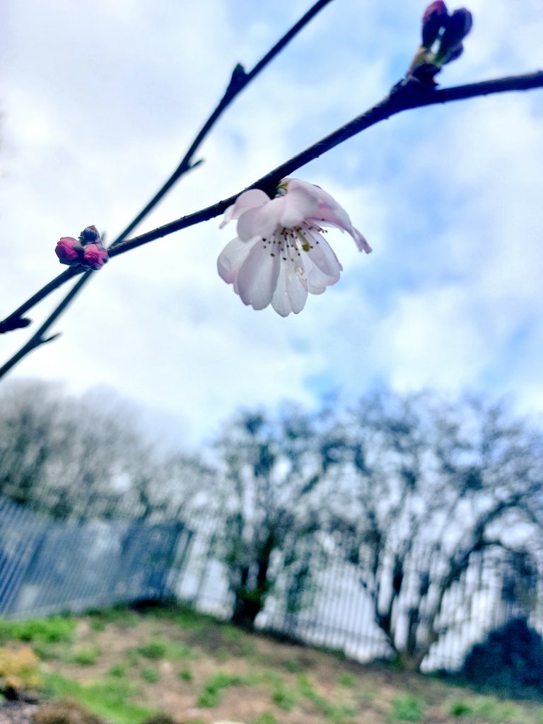 Petra (@p_e_t_r_a____) on Twitter photo Hello Richard 💙
First #cherryblossom flower on the tree we planted for you last year.
Today is the best day ☺️ Hello Richard 💙
First #cherryblossom flower on the tree we planted for you last year.
Today is the best day ☺️