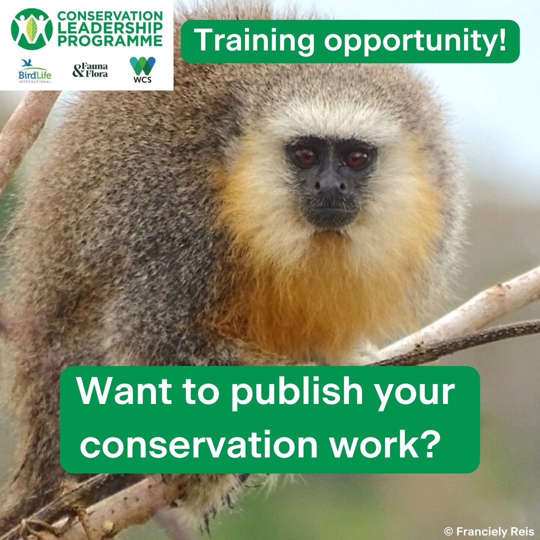 CLP alumni and CLP partner staff - looking to hone your writing for conservation skills? 🌎Virtual workshop for rising leaders in Central and South America 📆 22 April - 3 May '24 ⏰Apply by 31 March '24 Facilitated by @OryxTheJournal 🙌 More info: conservationleadershipprogramme.org/training/local…