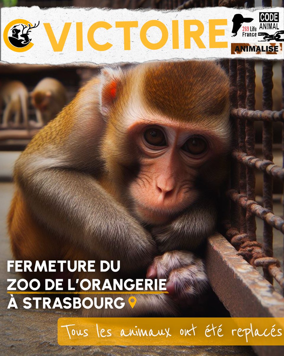 MCAnimale's tweet image. C’est une belle victoire qui a été obtenue ! 🎉 Durant plusieurs années les associations de défense animale comme Code Animal, 269 Life France, ou encore Animalise se sont battues pour faire fermer le zoo de l’Orangerie de Strasbourg. 
⬇️Suite en commentaire⬇️