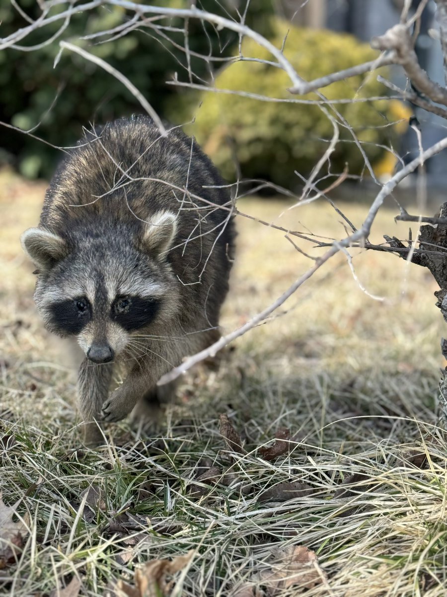 KeithGlobal's tweet image. Tues AM, this confused little guy causing traffic chaos under cars at busy Kipling/Bloor junction. Took 3 people 80mins to guide him safely away. 911? Zero interest. 311? No show. While a police car hiding 2 mins up the road to issue speeding tickets 🤷🏻‍♂️@TorontoPolice #Toronto