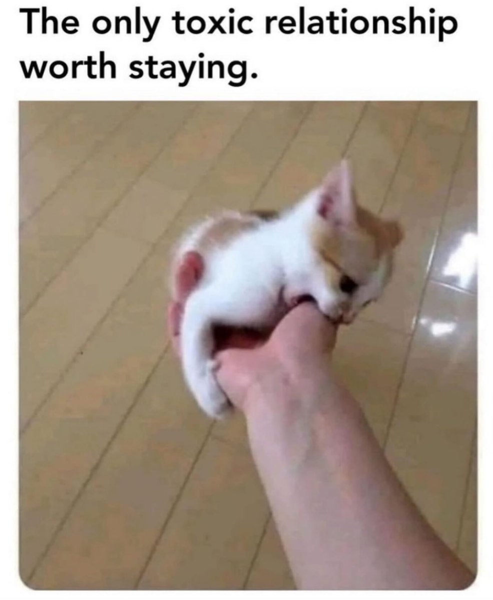 Posts Of Cats (@postsofcats) on Twitter photo 