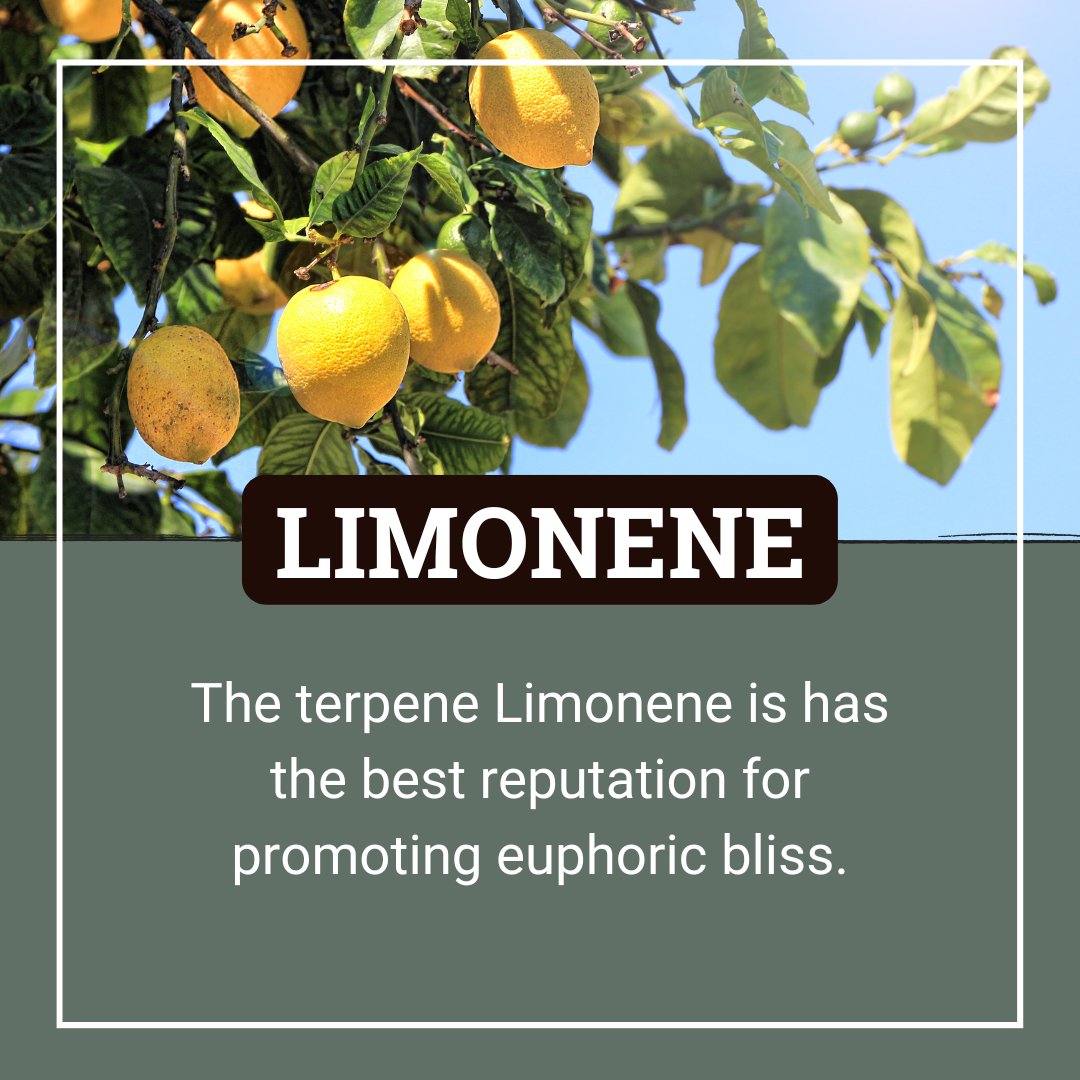 This #TerpTuesday, explore Limonene! 🍋 Found in citrus peels, celebrated for its aroma and uplifting effects. Research suggests benefits like antioxidant and anti-inflammatory properties. A natural marvel enhancing wellness. 🌞 #NatureLovesYou #LimoneneLove #WellnessNaturally