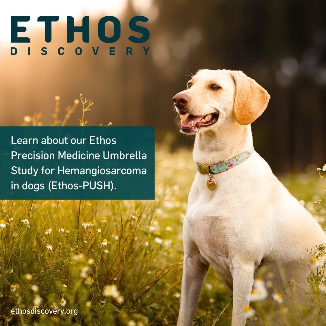 Learn more about Ethos Discovery’s Ethos-PUSH study, a groundbreaking precision medicine umbrella study for hemangiosarcoma in dogs. ow.ly/S1b950QLQMK #ethosdiscovery