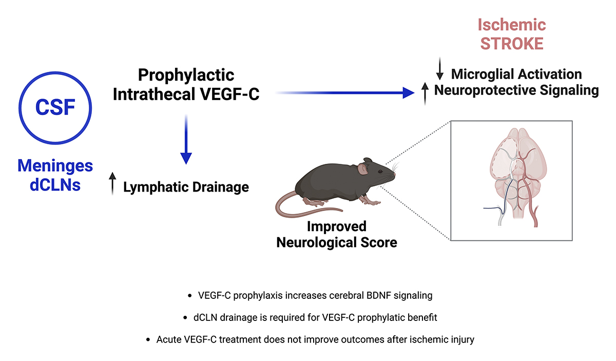 Boisserand, Thomas et al. @YaleMed show that VEGF-C pretreatment promotes lymphatic drainage of brain-derived fluids & improves neurological outcomes after ischemic #stroke via reduced #microglia-mediated #neuroinflammation & increased BDNF signaling. hubs.la/Q02ncMMv0