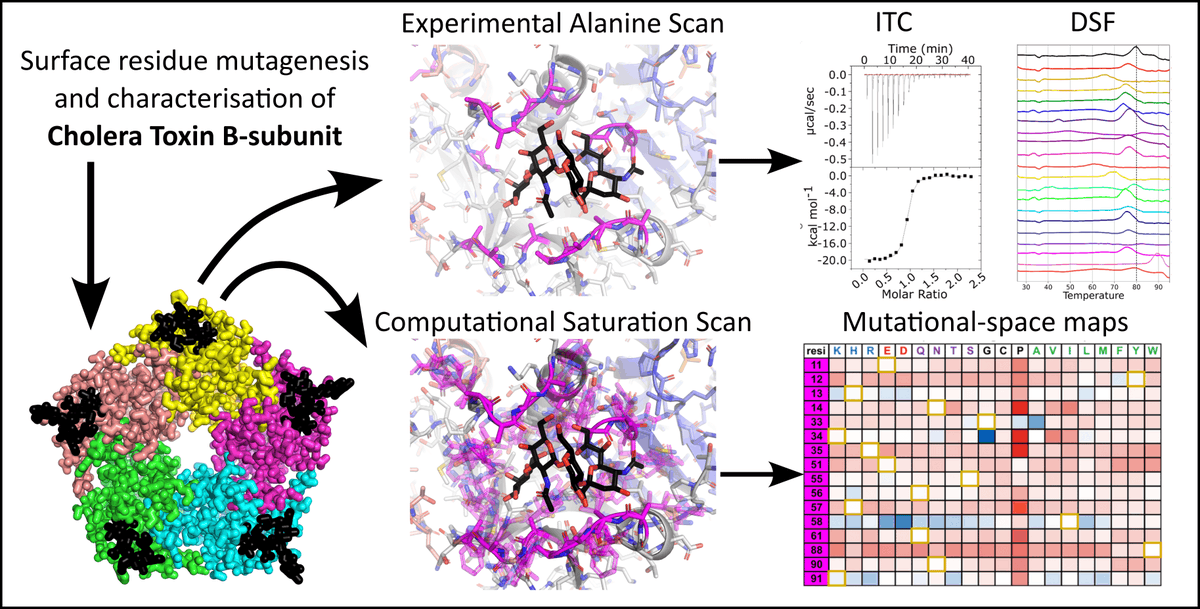 JamesFRoss2's tweet photo. Interested in the mutational plasticity of membrane traffickers like cholera toxin b-subunit??  Check out the first ever paper from the RossLab here: https://t.co/2VLbMnzbIa
with support from @EPSRC , @wbturnbull , @BindingLeeds , @Toxins_MDPI https://t.co/S1bWnrRlAc
