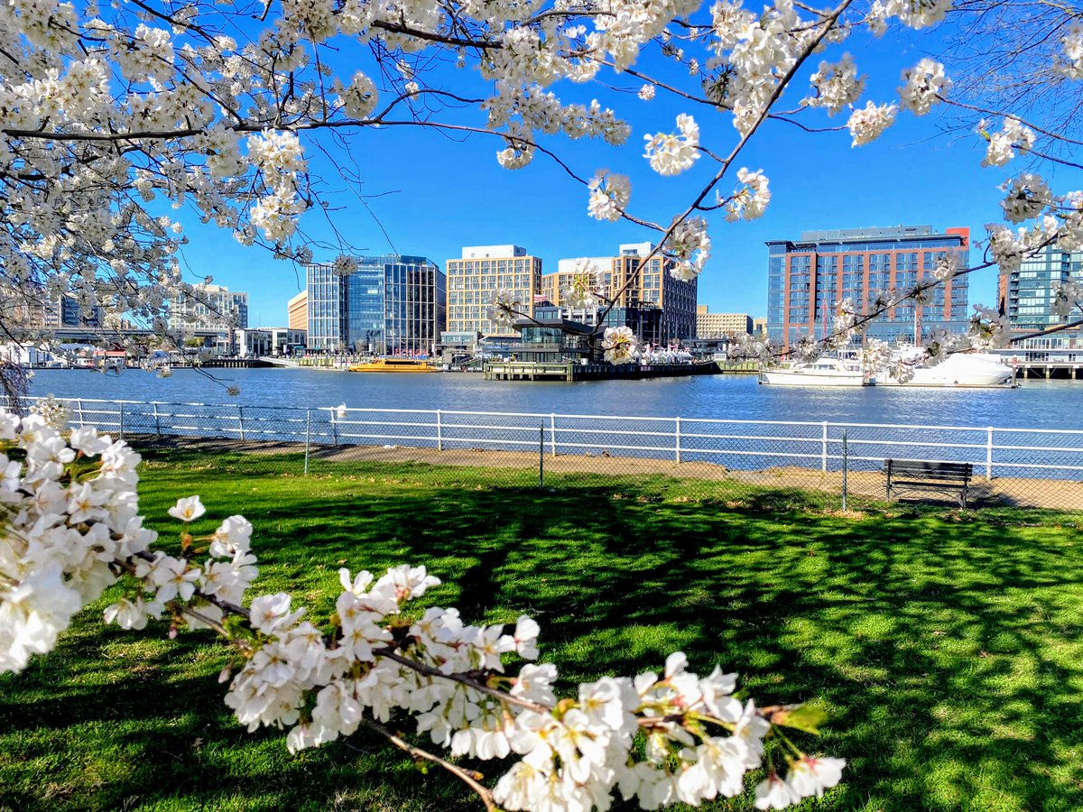 TheWharfDC's tweet photo. 🌸 Looking for a hotel that’s walking distance from the cherry blossom trees in East Potomac Park?

Check into a hotel at #TheWharfDC and stop by our annual #Bloomaroo festival on March 23, a free blossom-themed art and music festival.

🌸 Hotel info: https://t.co/zjNZfPdrxg https://t.co/I6cnoAIYKk