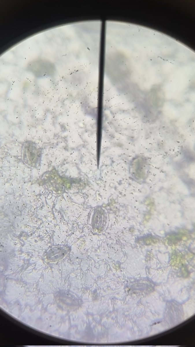 What's stomata with you? S4 enjoyed using microscopes to find the stomata on leaves 🔬🌿🍀