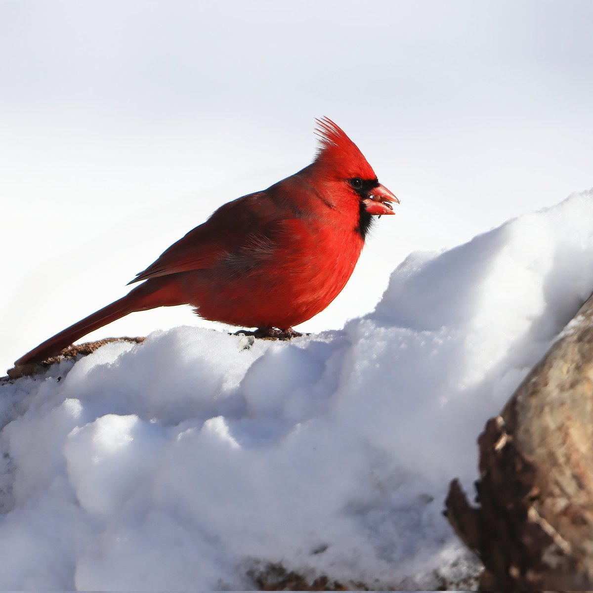 A few more snow pics before we switch over to spring... here we have a handsome male cardinal enjoying a sunflower seed...
#snowpic #malecardinal #malecardinals #cardinals #cardinal #birding #ohiobirding #ohiobirdworld #ohiobirdlovers #ohiobirder #ohiobirds #birdlove #birdlovers