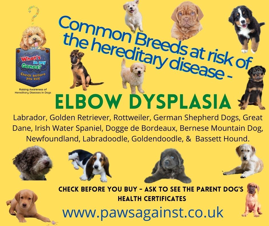 Brixham Dolphins (@brixhamdolphins) on Twitter photo It's that time of year again 🙈but there is some good news! The KC are introducing some health tests for the brachycephalic dogs in Crufts 2025 but we need more! Please lets also include Hip/Elbow scores for those breed susceptible to Hip/Elbow Dysplasia <a href="/TheKennelClubUK/">The Kennel Club</a> It's that time of year again 🙈but there is some good news! The KC are introducing some health tests for the brachycephalic dogs in Crufts 2025 but we need more! Please lets also include Hip/Elbow scores for those breed susceptible to Hip/Elbow Dysplasia <a href="/TheKennelClubUK/">The Kennel Club</a>