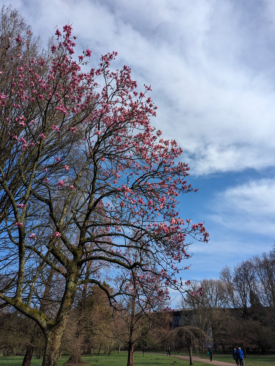 Finally feeling like spring! 🌸💐🪻A great day - I love how scenic my walk to work is at this time of year, and got to interview some great MSc students who'll hopefully be working with us over the summer on stakeholder engagement and content analysis!