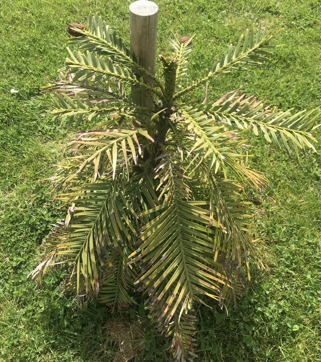 Our wollemi pine in February 2020➡️, survived unexpected frosts then a hot dry spring-summer with no one on site! Look at it today ⬅️! @BritGeoSurvey