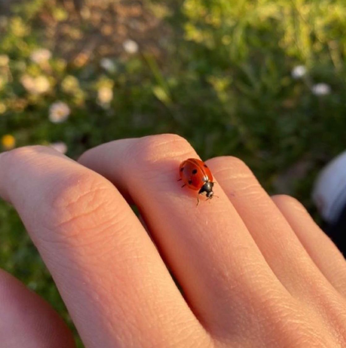 Uğur böceği 🐞✨Favlarsan en çok manifestlediğin şey gerçek olacak✨