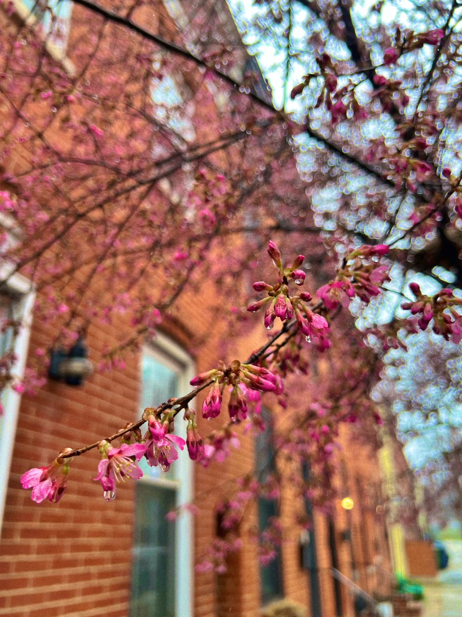 Blossom by blossom the spring begins 🌸