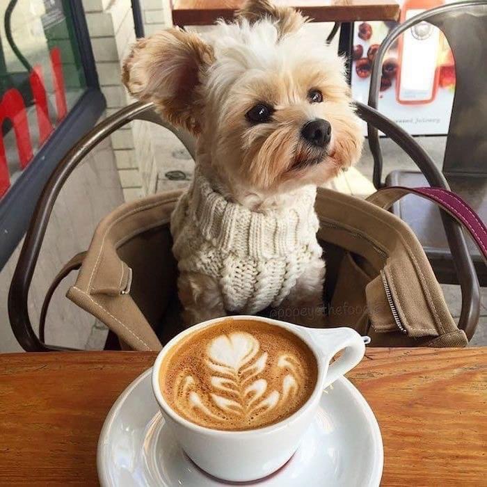 #cutepup 🐶🐾☕️