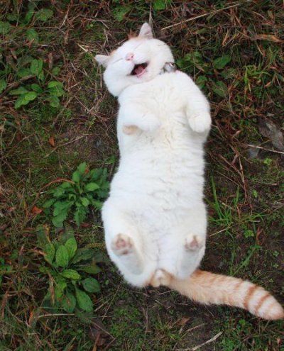 my new goal in life is to be as happy as this cat