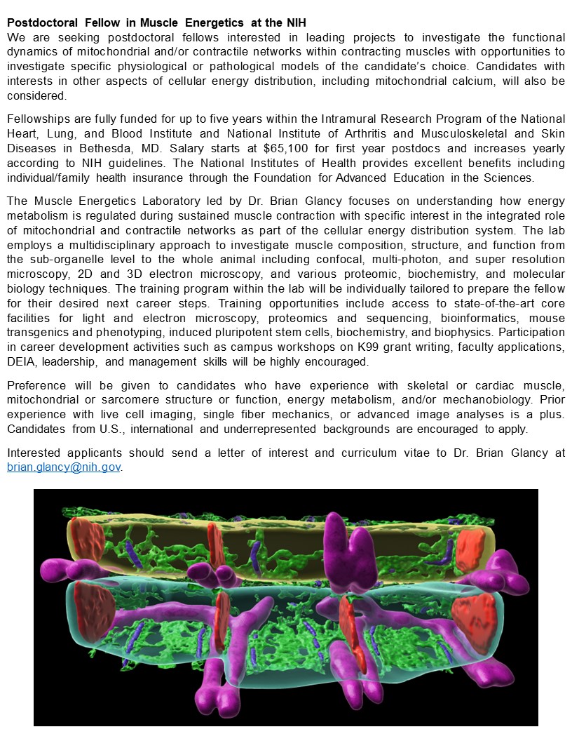 We are looking for two postdoctoral fellows interested in cellular energy distribution in striated muscle. Come take advantage of the resources in the NIH Intramural Program @TheBethesdaLabs to move your career forward. Details in the image below.