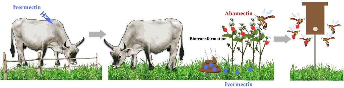 PovedaLab (@povedalab) on Twitter photo Congratulations to <a href="/dianaobregonc/">Diana Obregon Ph.D.</a> for publishing her work in PNAS Nexus. Here, she describes how ivermectin excreted by cattle is absorbed and biotransformed into abamectin and collected by stingless bees in Colombia.
academic.oup.com/pnasnexus/arti… Congratulations to <a href="/dianaobregonc/">Diana Obregon Ph.D.</a> for publishing her work in PNAS Nexus. Here, she describes how ivermectin excreted by cattle is absorbed and biotransformed into abamectin and collected by stingless bees in Colombia.
academic.oup.com/pnasnexus/arti…