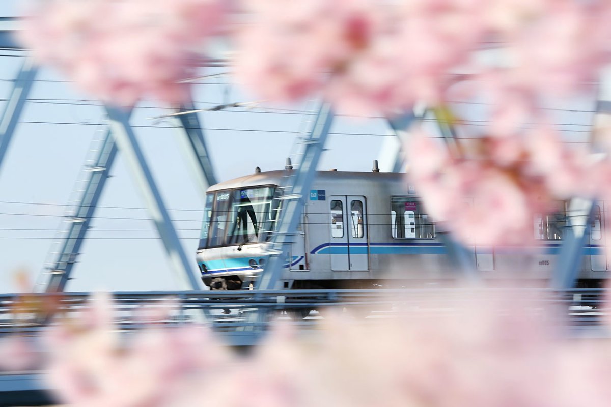 去年撮ったものだが、妙典の江戸川放水路は、東西線×桜のカットが狙えたりもする。　#eos5dmk3