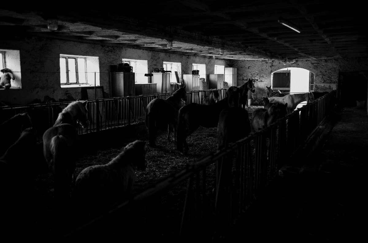 when you enter that space an the perfect light is waiting for you #horses #life #barnlife #light #Leica #LeicaM #monochrom #look