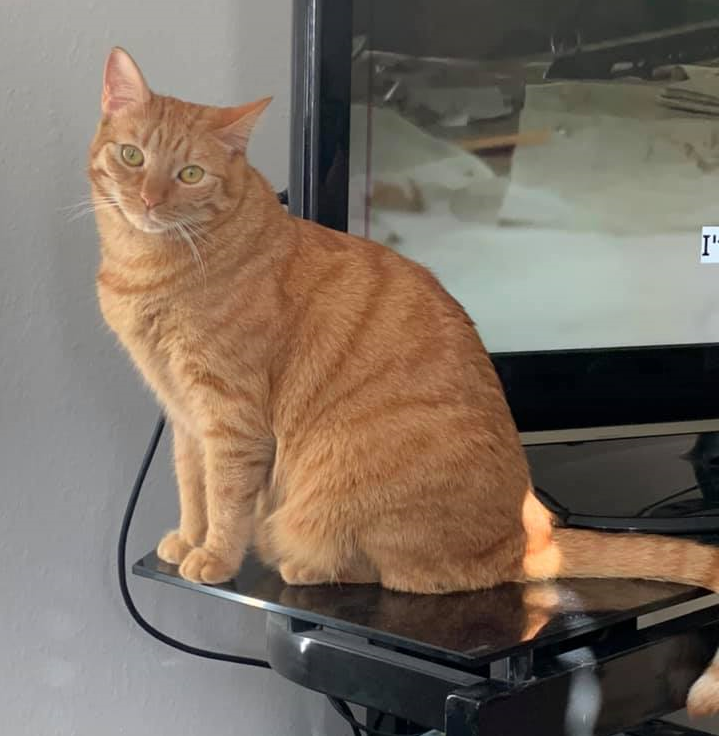 cheetoandblaze's tweet image. It was just yesterday we joined X kuz Mama was stressed from her job and wanted to indulge in kitty pics.

We enjoy interacting with each and everyone of you and appreciate all of our followers. Can&apos;t wait to reach a 1000 Friends! Currently, we&apos;re at 770 &amp;lt;3 - Blazey and Cheeto