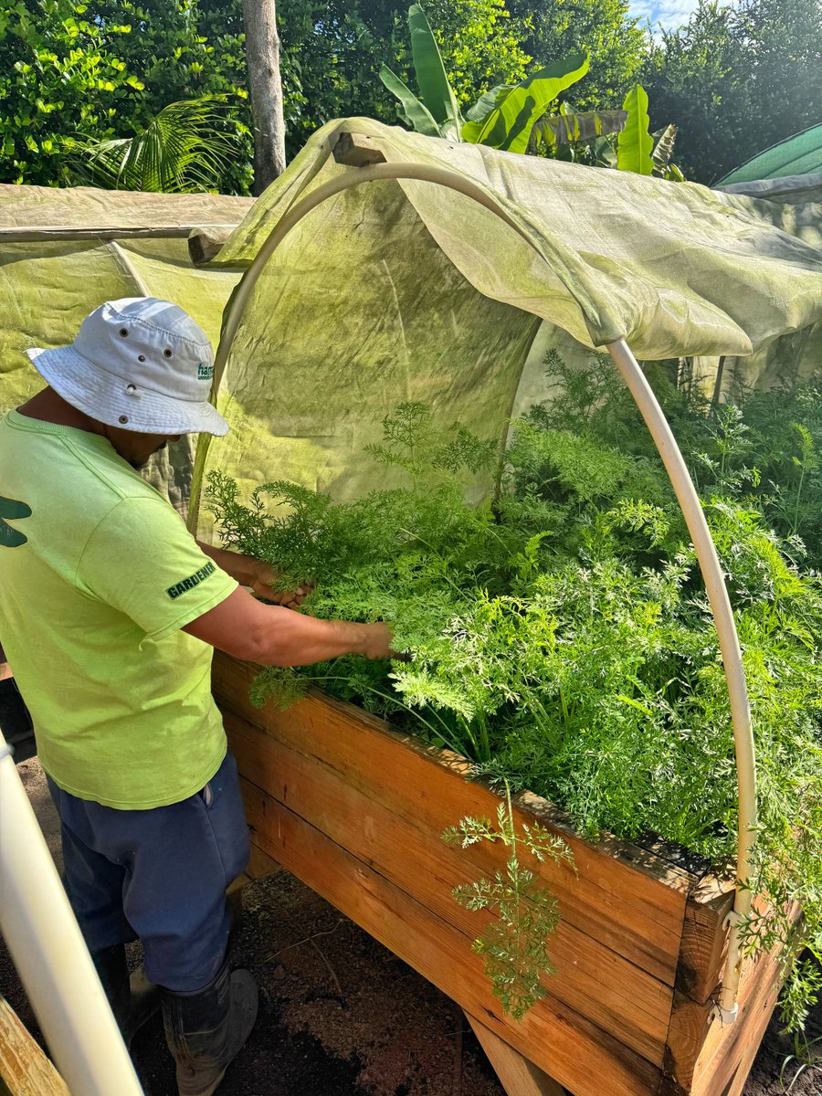 Fun fact:  Did you know that some of the drinks and meals at Hamanasi's Singanga Restaurant uses ingredients from our #organic #garden?😁

Sign up for a #complimentarytour of our garden and meet our attentive staff that care for it each day! 🌱

#organiclifestyle #healthyliving