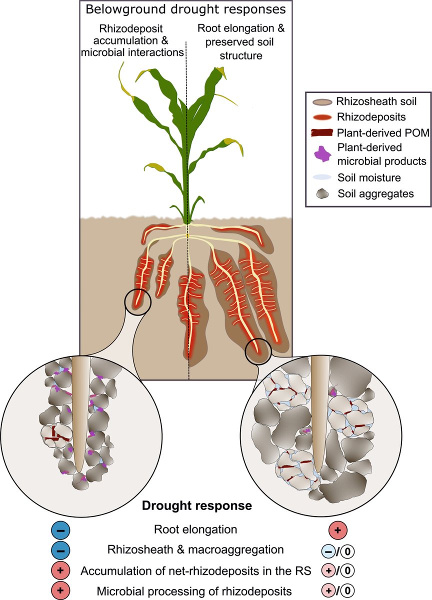 Modifications of rhizosheath properties as part of belowground plant drought adaptation Steiner et al. @TUMsoil @rhizotraits 📖 ow.ly/7XyT50QJjxa