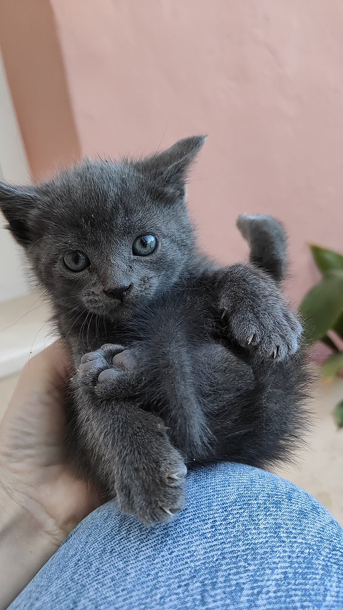 E_delAmor's tweet photo. Necesito un Twitter haz tu magia para salvar la vida de estos gatitos. Están en la calle y corren muchísimo peligro, vamos a buscarles un bonito hogar entre todos 🫶🏻 me ayudáis muchísimo con un RT 💖💖💖 
DM y os los llevo a casa ✨
🧵Fotos de los demás cuando pueda cogerlos 🥲 https://t.co/mhHi0Xd4W0