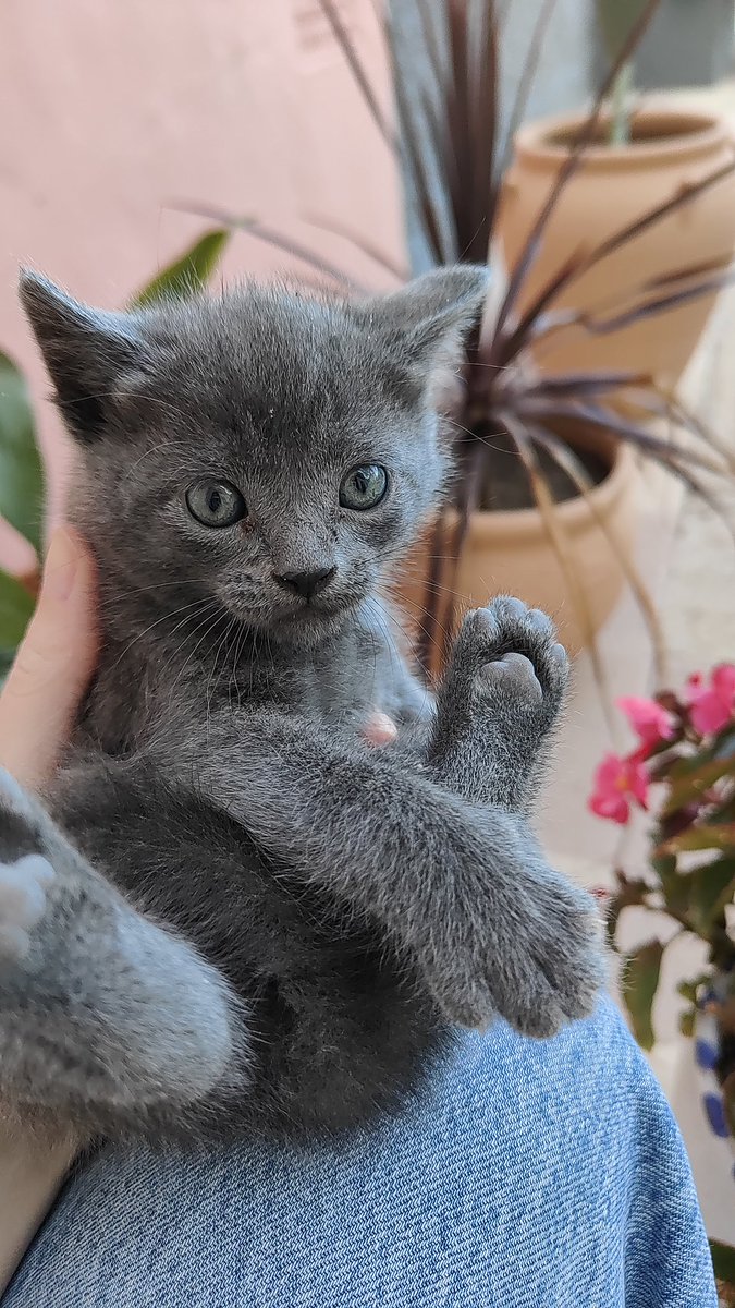 E_delAmor's tweet photo. Necesito un Twitter haz tu magia para salvar la vida de estos gatitos. Están en la calle y corren muchísimo peligro, vamos a buscarles un bonito hogar entre todos 🫶🏻 me ayudáis muchísimo con un RT 💖💖💖 
DM y os los llevo a casa ✨
🧵Fotos de los demás cuando pueda cogerlos 🥲 https://t.co/mhHi0Xd4W0