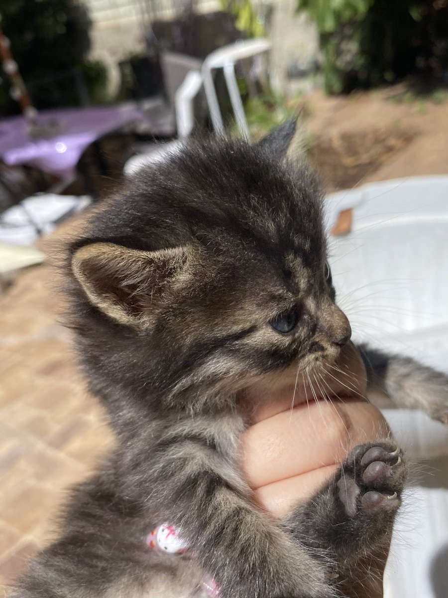 validoscopio's tweet photo. #VALPARAÍSO necesito urgentemente encontrar hogar para 5 gatitos 😭😭 Los voy a entregar a dónde sea, con compromiso de esterilización y seguimiento 😭😭😭 https://t.co/ALksmhjMkZ