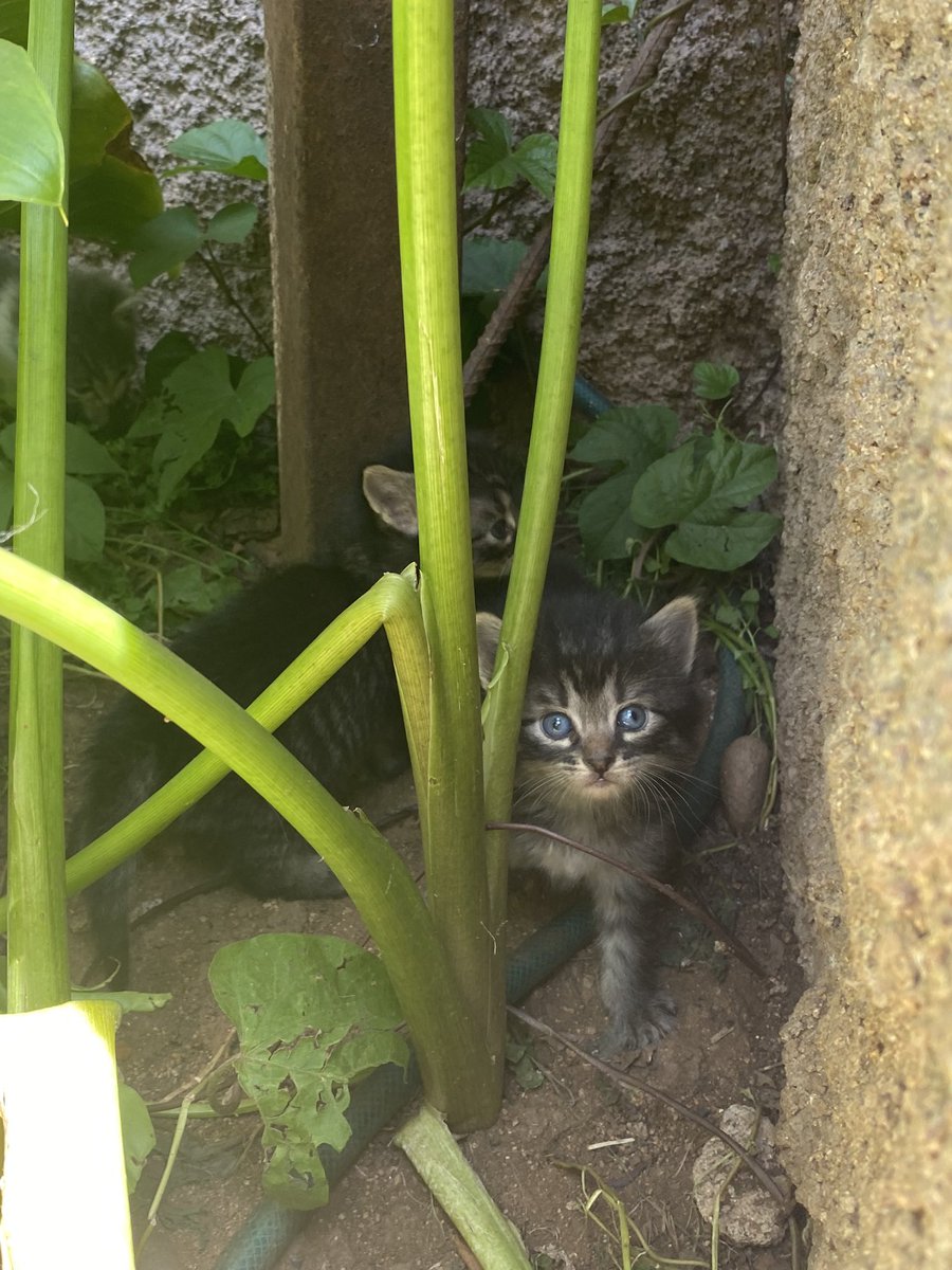 validoscopio's tweet photo. #VALPARAÍSO necesito urgentemente encontrar hogar para 5 gatitos 😭😭 Los voy a entregar a dónde sea, con compromiso de esterilización y seguimiento 😭😭😭 https://t.co/ALksmhjMkZ