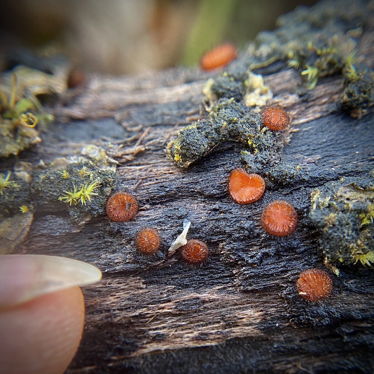 EYELASH FUNGUS! I love these little guys. Scutellinia scutellata. #TinyTuesday