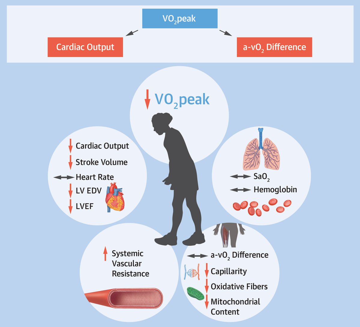 JACC Journals (@jaccjournals) on Twitter photo This #JACCCardioOnc primer summarizes current evidence regarding the physiological mechanisms along the O2 cascade that are responsible for the lower VO2peak in women w/ breast cancer: bit.ly/3u94yfN
#CardioOnc #BCsm <a href="/S_FoulkesAEP/">Steve Foulkes</a> <a href="/amyakirkham/">Dr. Amy Kirkham</a> <a href="/ALaGerche/">Andre La Gerche</a> <a href="/ediepituskin/">drediepituskin</a> This #JACCCardioOnc primer summarizes current evidence regarding the physiological mechanisms along the O2 cascade that are responsible for the lower VO2peak in women w/ breast cancer: bit.ly/3u94yfN
#CardioOnc #BCsm <a href="/S_FoulkesAEP/">Steve Foulkes</a> <a href="/amyakirkham/">Dr. Amy Kirkham</a> <a href="/ALaGerche/">Andre La Gerche</a> <a href="/ediepituskin/">drediepituskin</a>