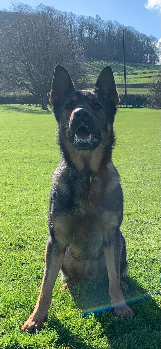 Last night PD Kobe tracked and located a drink driver who had fled from a vehicle involved in an RTC. 2 in custody for PD Kobe 🐾 #noexcuse #policedogs #GPD #GSD #dorsetpolice