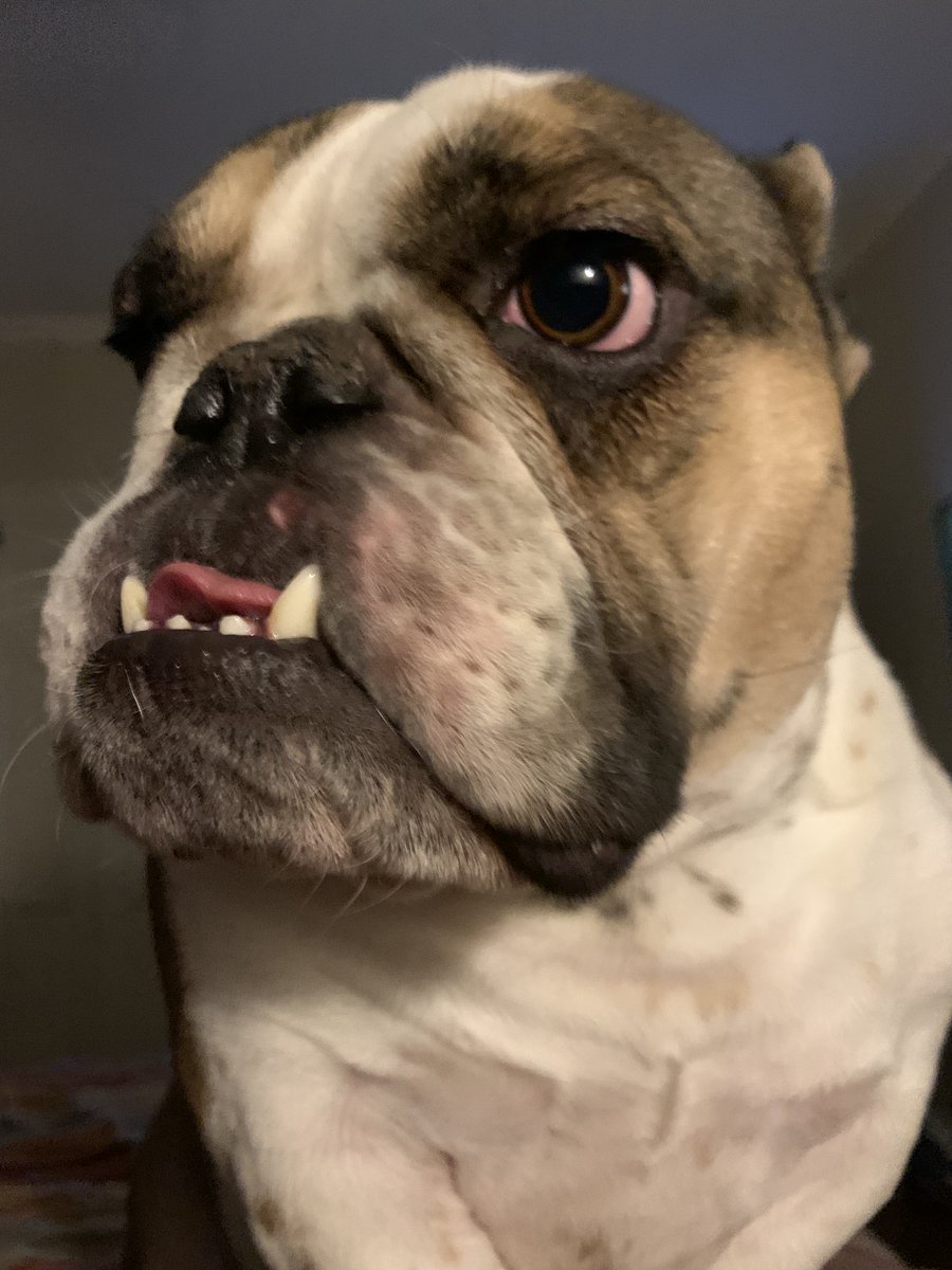 It's Tongue Out Tuesday!! Meet Zun.