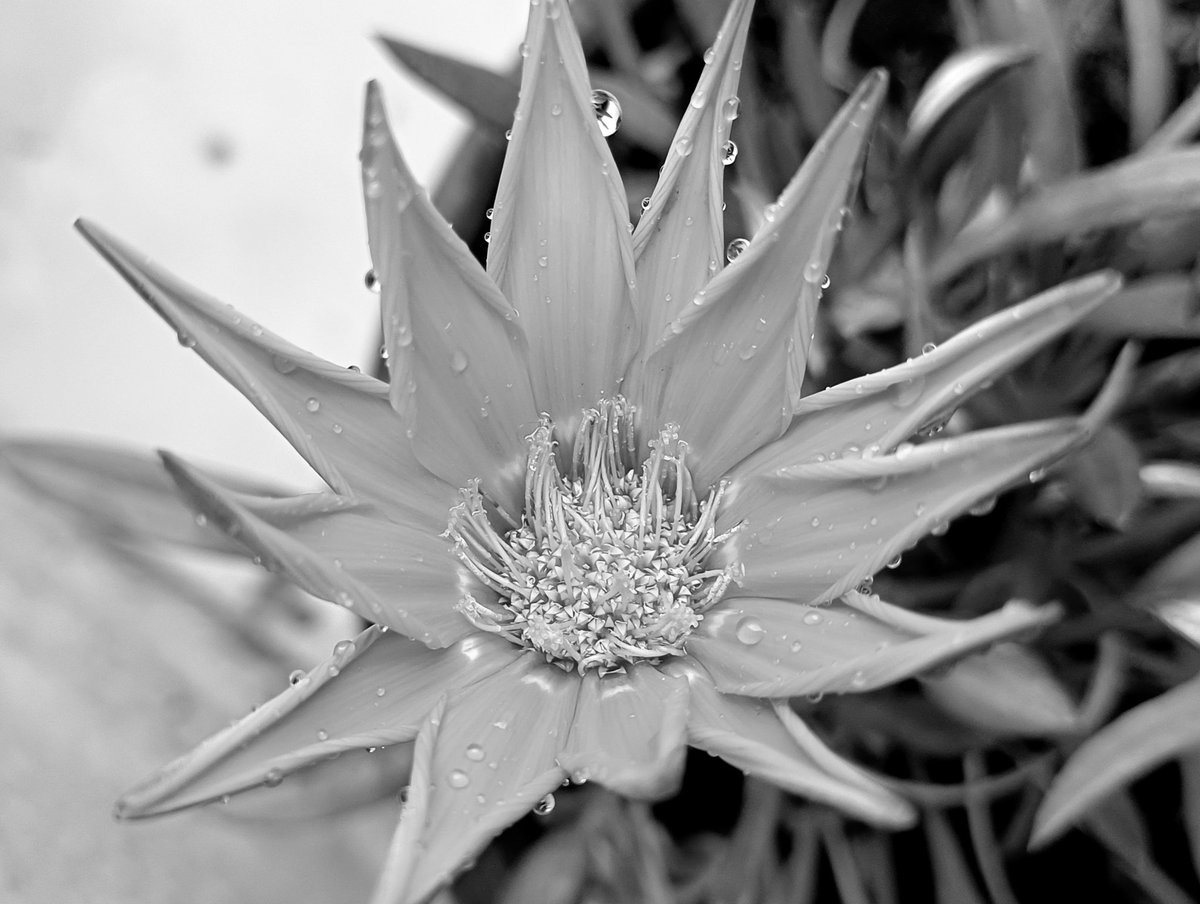 Nature in b&w 🖤🤍🖤

#natureinblackandwhite #flowersofinstagram #aftertherain #raindropsonflowers #wheretheskymeetstheland 

instagram.com/p/C4JIqs3tknN/