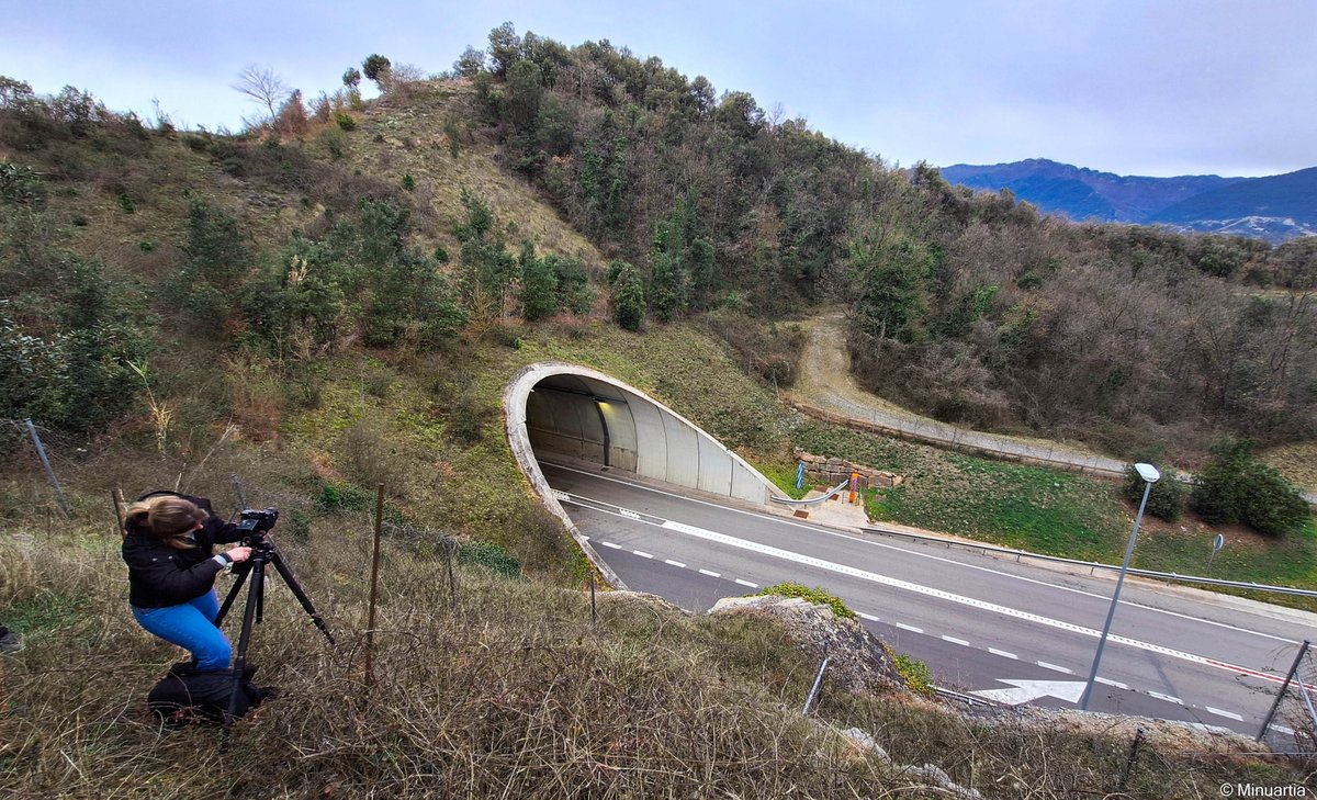 L'artista #MarinaCaneve troba inspiració en els grans #passosfauna de #Catalunya. Nosaltres també! son estructures clau per a la conservació de la #biodiversitat. Projecte de @fmav_artivisive amb suport de @MiBAC_Culture #MiC #carretera @accioclimatica @minuartia_tw