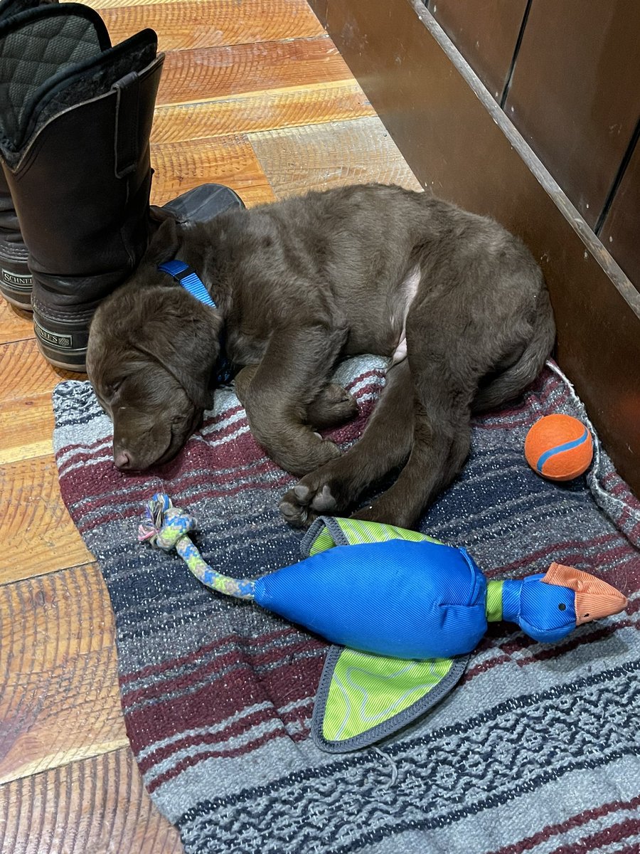 Schnee_Hunt_MT's tweet image. Please welcome our newest Powder Horn employee, Ralph. 
#schnee #powderhorn