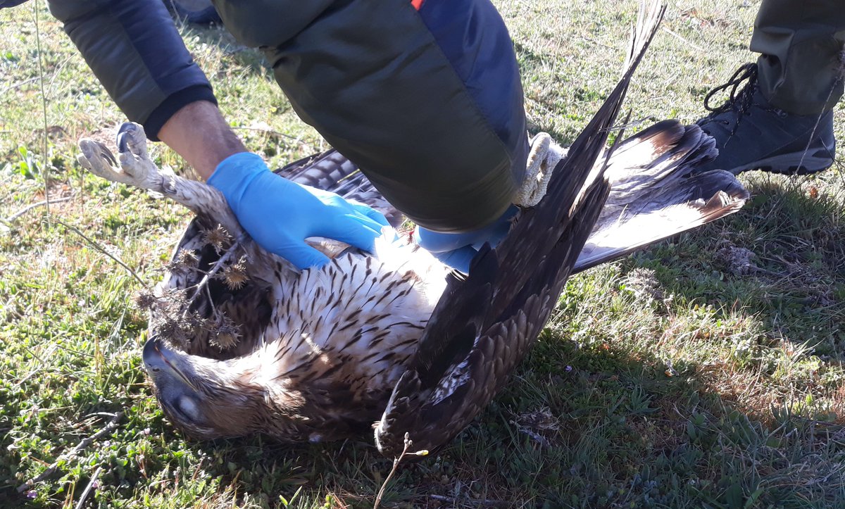 Con 28 bajas entre las águilas de Bonelli con emisor GPS en 2023 ¿podemos ser optimistas? En la imagen, momento del levantamiento del cadáver de un águila de Bonelli por Agentes Forestales de la Comunidad de Madrid en marzo de 2023. grefa.org/noticias/103-o…